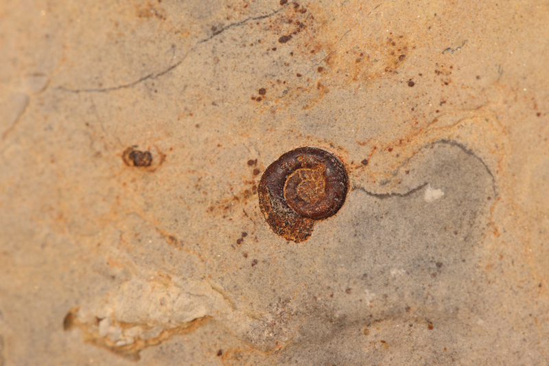 Ammonite?